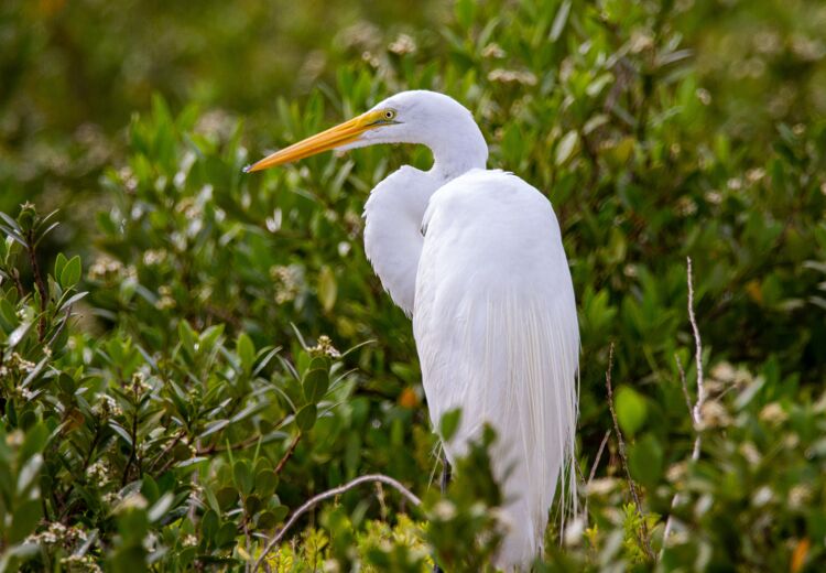 Meestal zie je reigers met grijze veren. Maar wist je dat er in Nederland ook witte reigers zoals deze op het plaatje zijn?